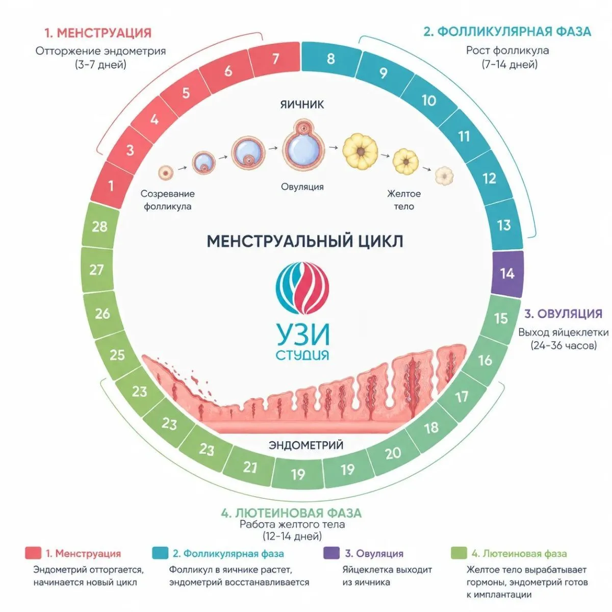 Менструальный цикл