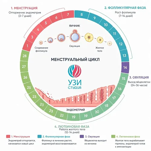 Менструальный цикл